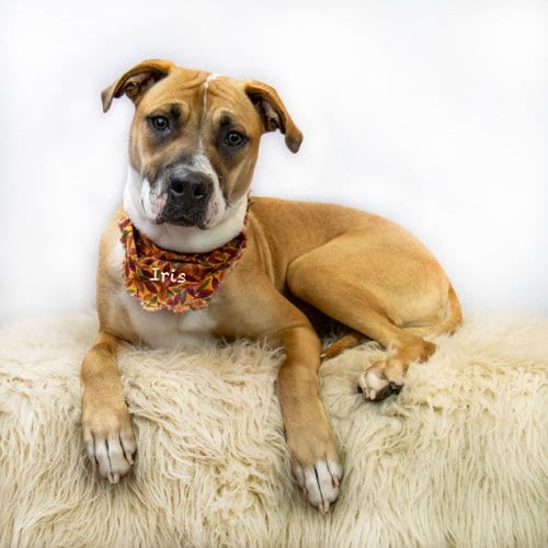 Photo of Iris, adoptable Boxer in Hot Springs Village, Arkansas