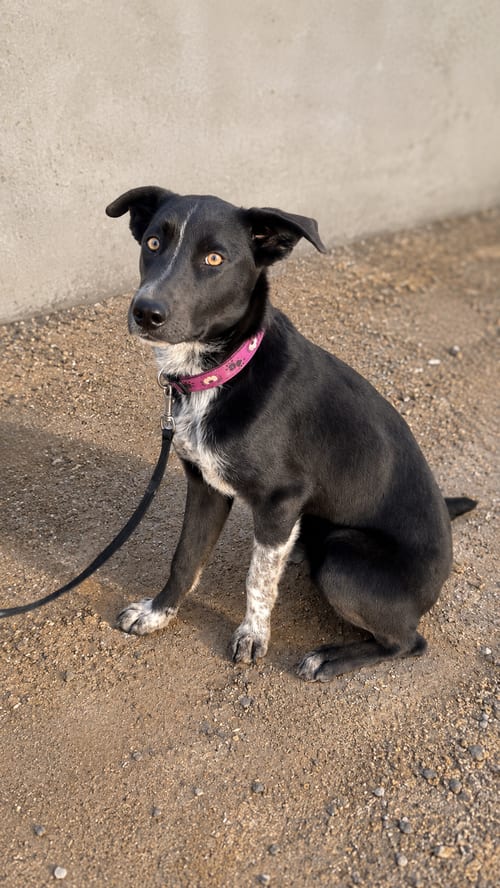 Photo of Merlina Ady, adoptable Catahoula Leopard Dog in Inglewood, California