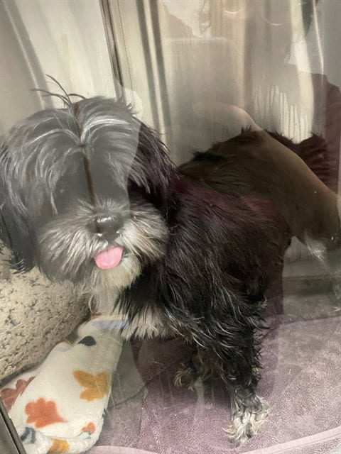 Photo of Magic, adoptable Shih Tzu in Plano, Texas