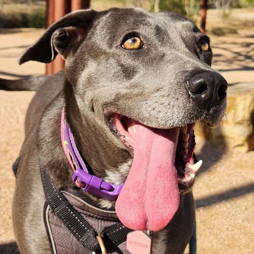 Photo of Penny, adoptable Labrador Retriever in San Antonio, Texas