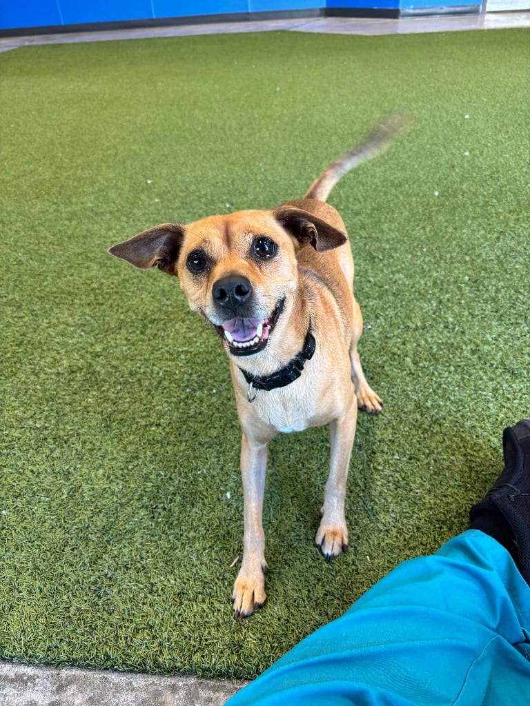 Photo of Taco, adoptable dog in Minot, North Dakota