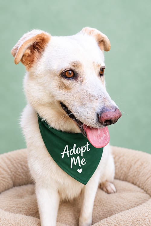 Photo of Popi Mike, adoptable Golden Retriever in Inglewood, California