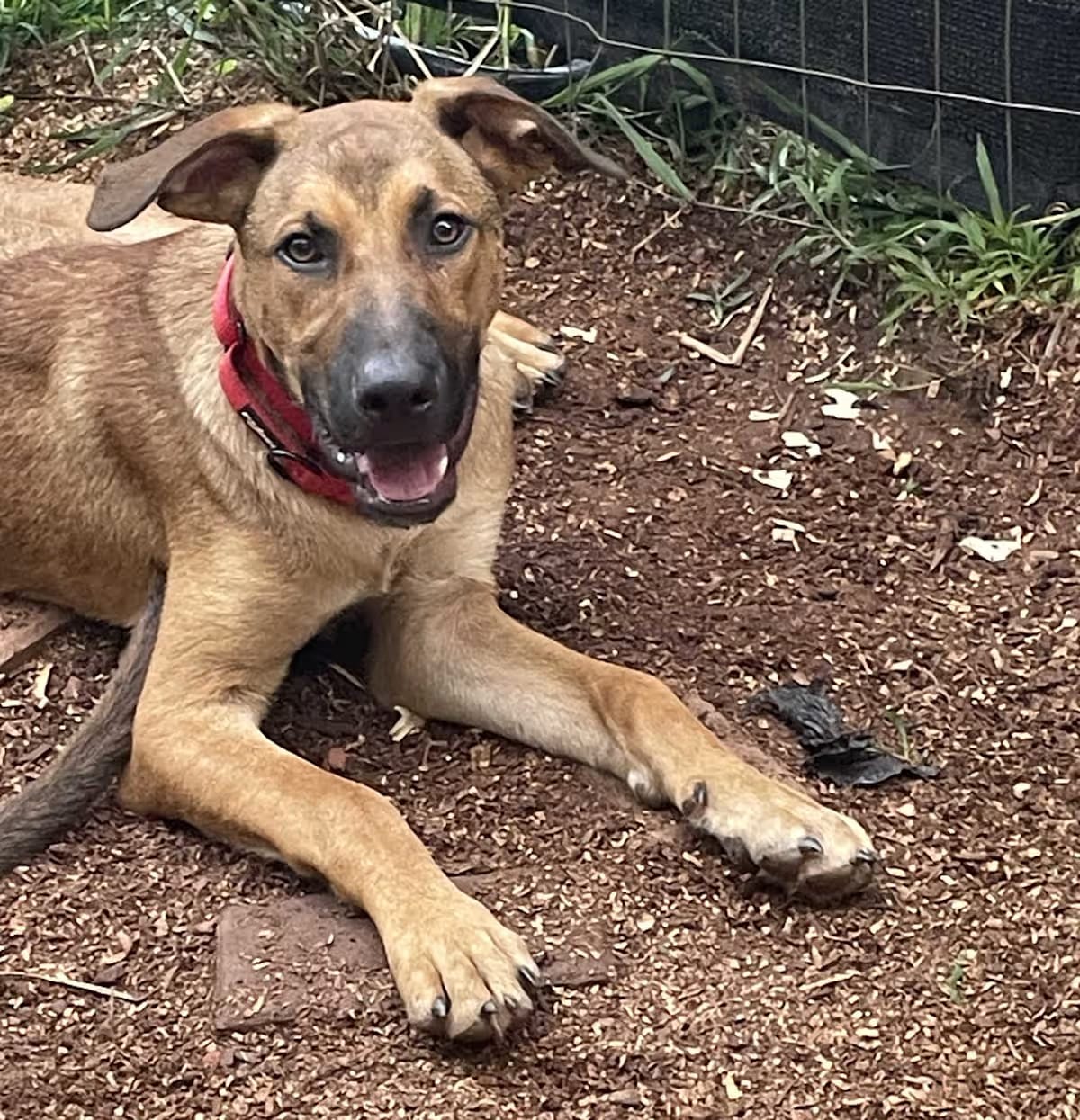 Photo of Copper, adoptable Plott Hound in Griffin, Georgia