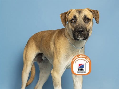 Photo of Sam, adoptable German Shepherd Dog in Phoenix, Arizona