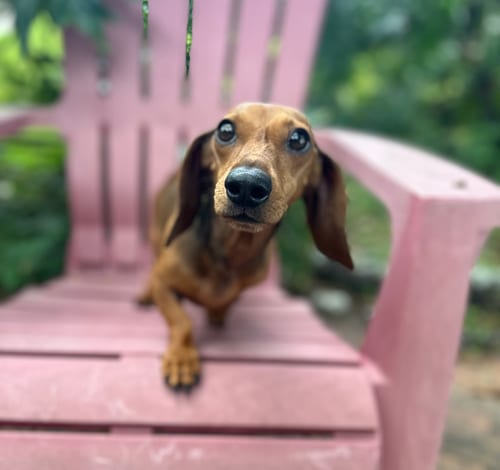 Photo of Emma, adoptable Dachshund in Weston, Florida