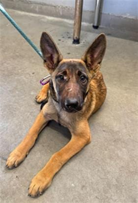 Photo of Gala, adoptable Belgian Shepherd Malinois in Camarillo, California