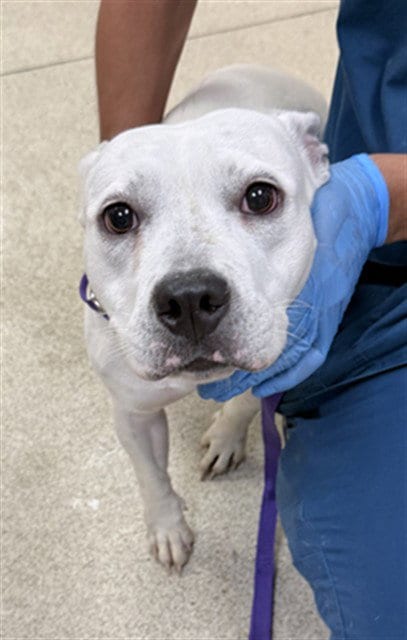 Photo of Isabella, adoptable Pit Bull Terrier in Riverside, California