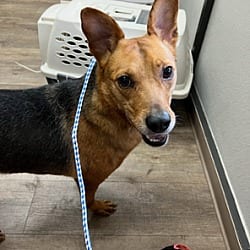 Photo of Max, adoptable Hound (Unknown Type) Rat Terrier in Waterloo, Illinois