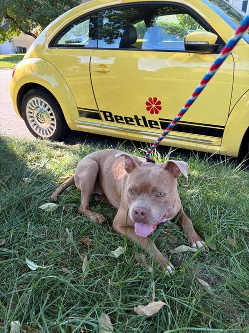 Photo of Beetle, adoptable American Staffordshire Terrier in Westwood, New Jersey