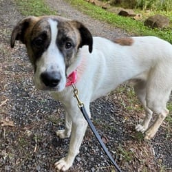 Photo of Chewie, adoptable Hound (Unknown Type) Pointer in Frederick, Maryland