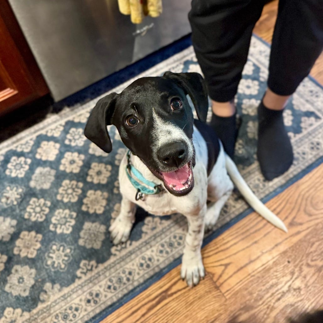 Photo of London D12707, adoptable Pointer, German Shorthaired in Princeton area, Minnesota