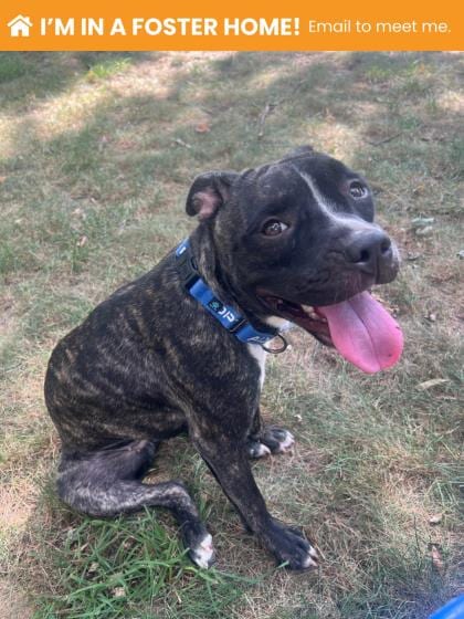 Photo of Booderee 3 (Runt-Runt) (Miss Baby), adoptable dog in Baltimore, Maryland
