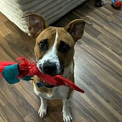 Photo of Cato, adoptable Labrador Retriever Hound (Unknown Type) in EAST FALMOUTH, Massachusetts