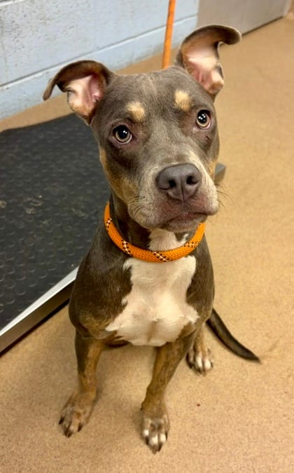 Photo of Syria, adoptable dog in Chamblee, Georgia