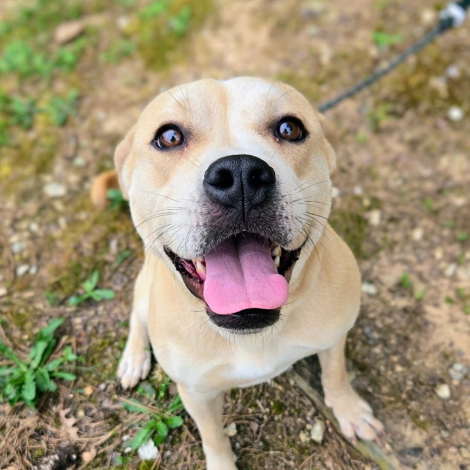 Photo of Ayla, adoptable Mixed Breed in Douglasville, Georgia