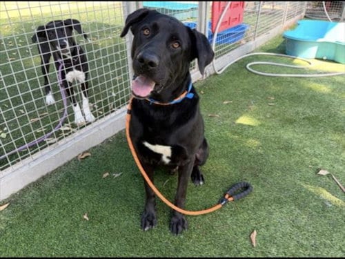 Photo of Mookie, adoptable Labrador Retriever in Van Nuys, California