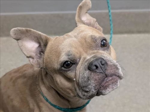 Photo of Sara, adoptable French Bulldog in Las Vegas, Nevada