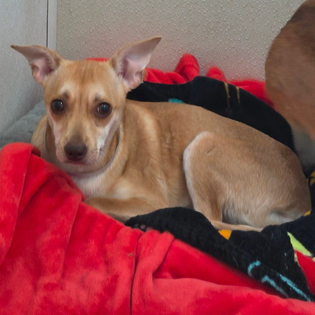 Photo of MJ - Costa Mesa Location, adoptable Terrier / Mix