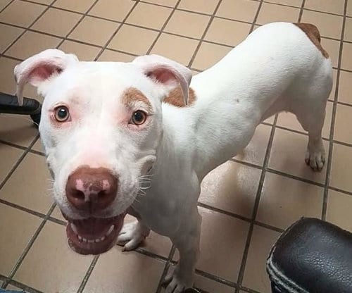 Photo of Shelly, adoptable Terrier in Sheboygan, Wisconsin