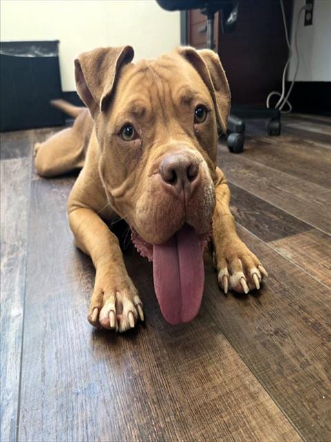 Photo of Sweets, adoptable Mastiff in Albuquerque, New Mexico