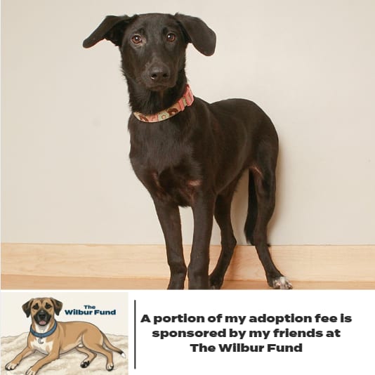 Photo of Justice** D70556, adoptable Retriever, Black Labrador / Mixed Breed (Medium) in Minnesota, Minnesota