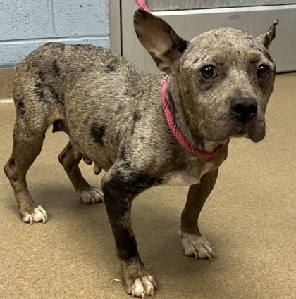 Photo of Billina, adoptable dog in Chamblee, Georgia