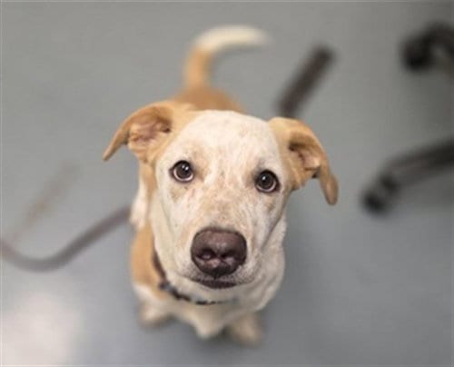 Photo of Toad, adoptable Basset Hound in Denver, Colorado