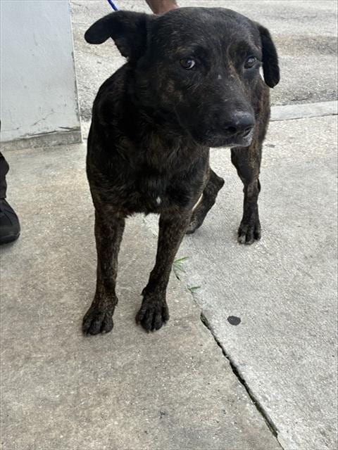 Photo of Ramon, adoptable German Shepherd Dog in Miami, Florida