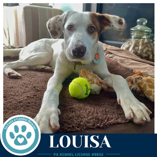 Photo of Louisa 100326, adoptable Pointer in Kimberton, Pennsylvania
