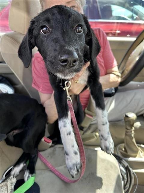 Photo of Pinky, adoptable Labrador Retriever in San Antonio, Texas