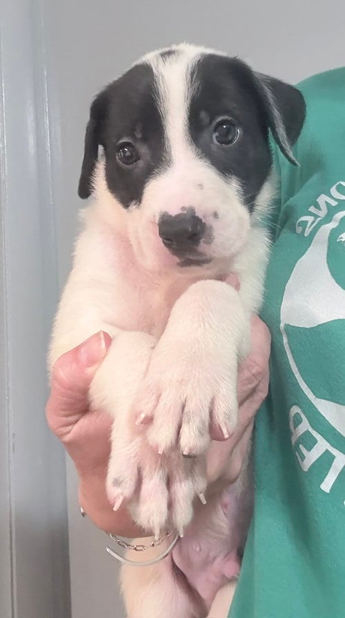 Photo of Arthur, adoptable Pit Bull Terrier in Clarkston, Michigan