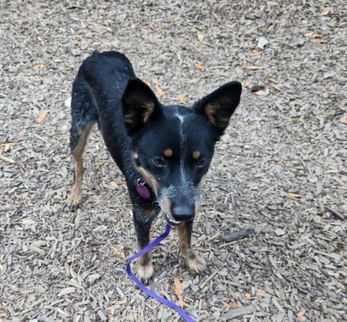 Photo of Pixie, adoptable Australian Cattle Dog/Blue Heeler in Paso Robles, California