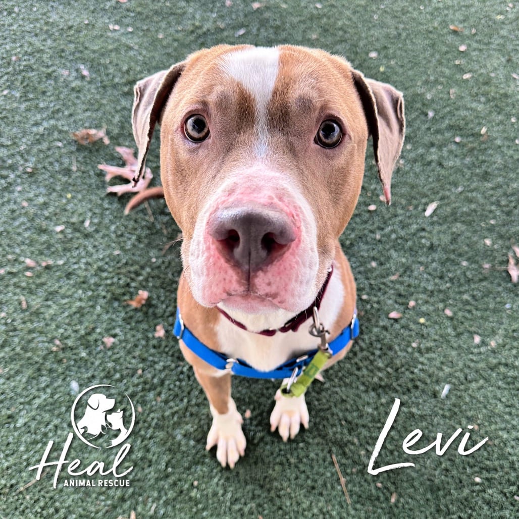 Photo of Levi, adoptable Terrier, Pit Bull / Mixed Breed (Medium) in Youngwood, Pennsylvania