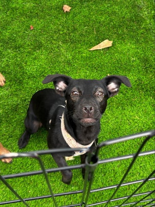 Photo of Macie, adoptable Labrador Retriever in Locust Grove, Georgia