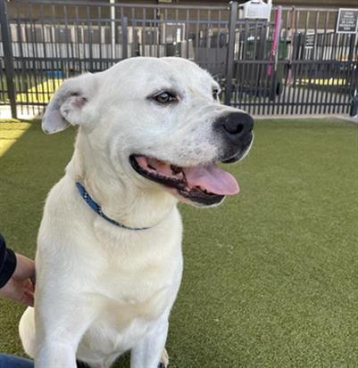 Photo of Repo, adoptable Pit Bull Terrier in Waco, Texas