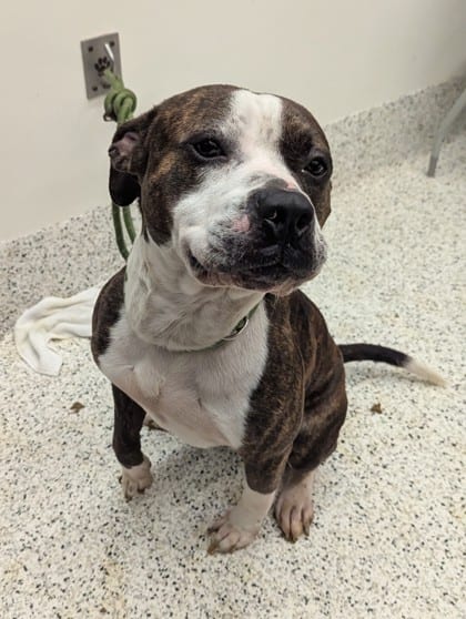 Photo of Pharaoh, adoptable dog in Atlanta, Georgia