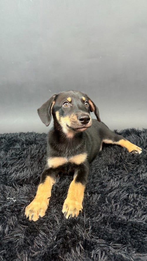 Photo of Bear, adoptable Husky in Phoenix, Arizona