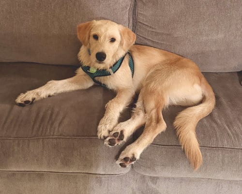 Photo of Fred, adoptable Labrador Retriever in St. Louis Park, Minnesota