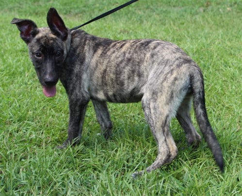 Photo of Roo 44342, adoptable Belgian Shepherd Malinois in Prattville, Alabama