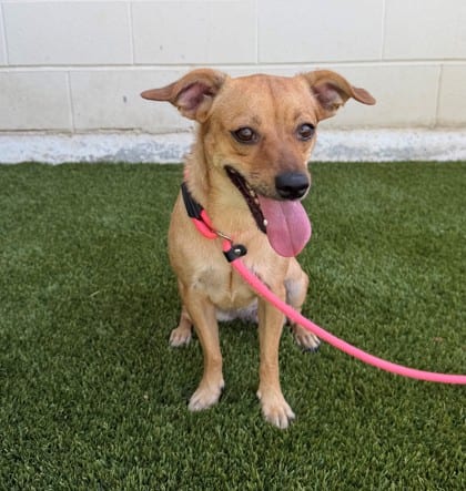 Photo of Mamas, adoptable Chihuahua, Short Coat/Mix in Bakersfield, California