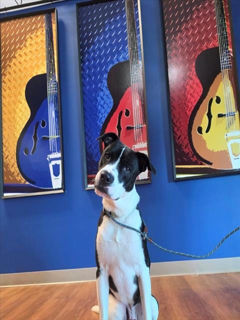 Photo of Otter, adoptable Pit Bull Terrier in St Peters, Missouri