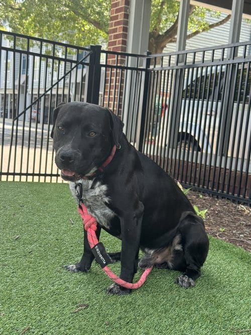 Photo of Rex, adoptable Labrador Retriever in Holly Springs, North Carolina
