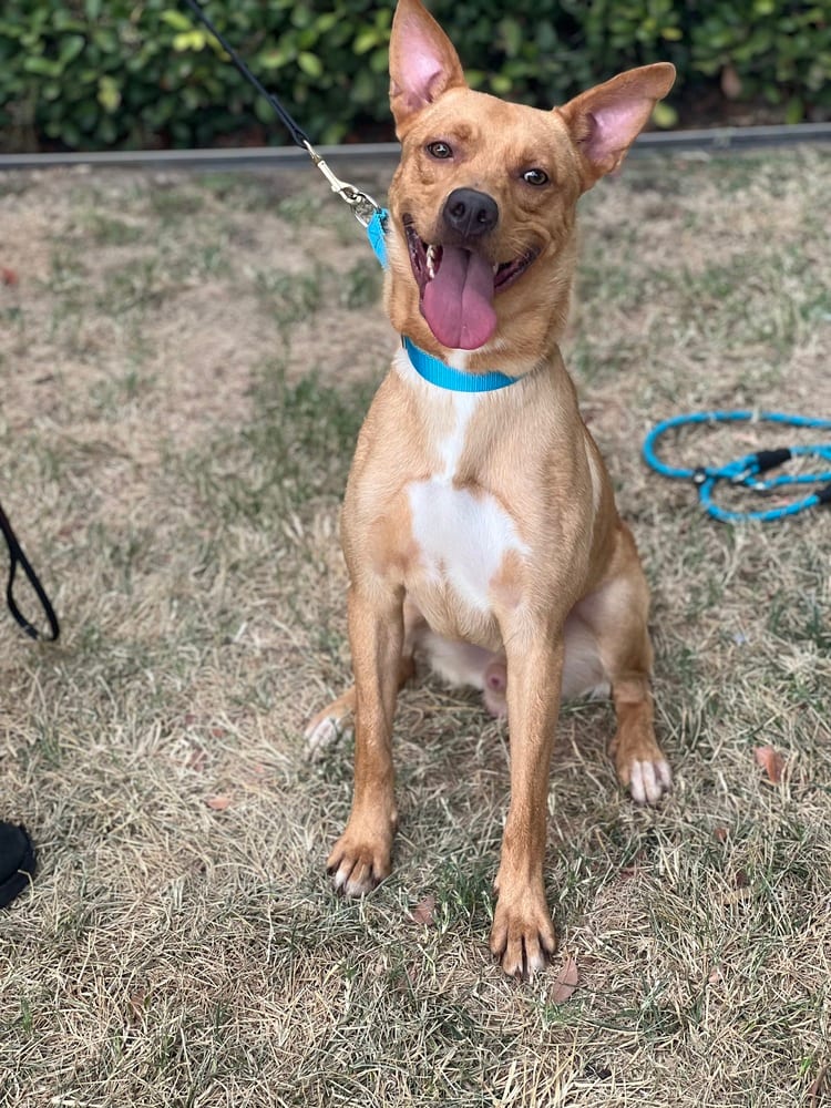 Photo of Linus, adoptable Labrador Retriever in Dana Point, California