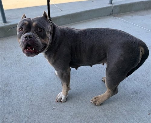 Photo of Baby, adoptable American Bulldog in Baldwin Park, California