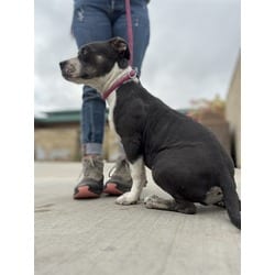 Photo of Lisa Simpson, adoptable American Pit Bull Terrier in Jurupa Valley, California