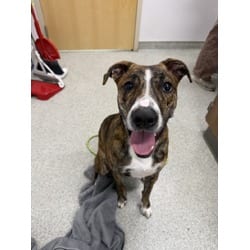 Photo of Reyna, adoptable Australian Shepherd Boxer in Loveland, Colorado