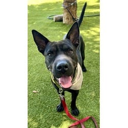 Photo of Ace, adoptable Terrier (Unknown Type, Medium) in Doral, Florida