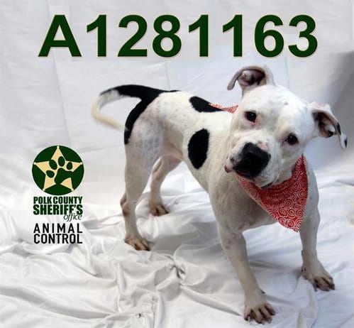 Photo of Trixie, adoptable Bulldog in Winter Haven, Florida