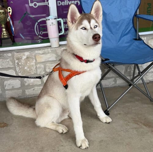 Photo of Zeus, adoptable Siberian Husky in Carrollton, Texas