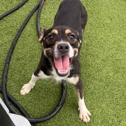 Photo of Ringo 7246, adoptable Australian Cattle Dog Mixed Breed (Medium) in Loxahatchee, Florida